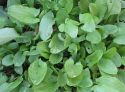 Sorrel, Broad-leaved