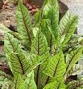 Sorrel, Red-veined