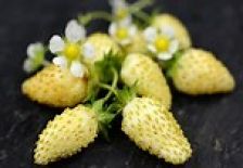 Strawberry, Alpine, 'Yellow Wonder'