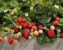 Strawberry, Beltran (3 plants) NEW