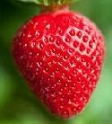 Strawberry, Fenella