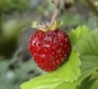 Strawberry, Alpine,  'Mignonette'