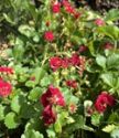 Strawberry, Summer Breeze Rose