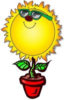 Flowers , Sunflower, 'Dwarf Sunray Yellow' (Multi-Headed)