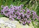 Thyme, 'Caborn Wine & Roses' (Creeping)