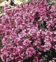 Thyme, Creeping 'Red Carpet'