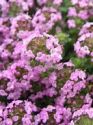 Thyme, Creeping, Collection of 4 plants