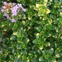 Thyme, Creeping 'Goldstream'