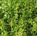 Thyme, Lemon variegated
