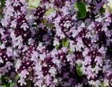 Thyme, 'Pink Ripple' (Creeping)