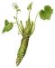 Wasabi root, Green Stemmed - Wasabia japonica