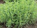 Savory, Winter (Satureja montana)