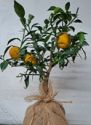 Citrus, Yuzu (Garden), gift wrapped in hessian