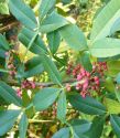 Szechuan Pepper, Zanthoxylum planispinum