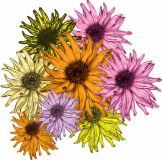 Flowers , Zinnia - Giant Cactus Flowered Mix